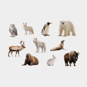 Magnéticos Animales Polares Nowordbooks