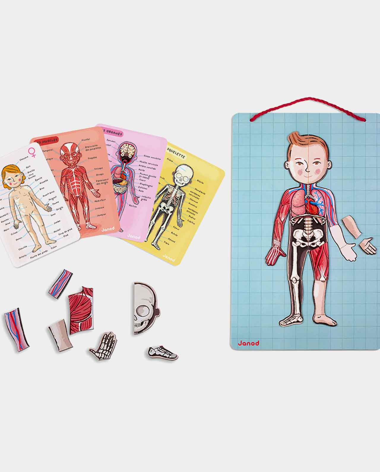 Cuerpo Humano Magnetico JANOD - Imagen 2